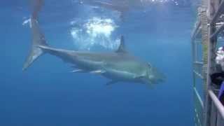 Great White Sharks Cage Dive Guadalupe Mexico [upl. by Ellehcsar418]