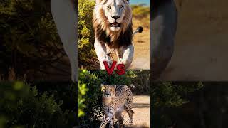 The Ultimate Showdown of Strength and Speed LionPowershorts youtubeshorts trendingshorts [upl. by Galvin]