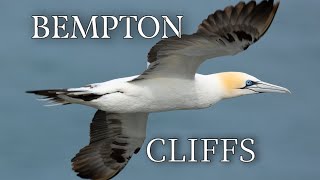 Bempton Cliffs [upl. by Gotthard]