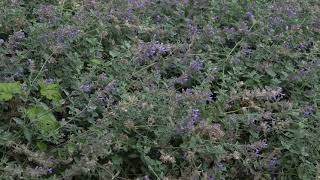 Common Carder bees in catmint [upl. by Anastos987]