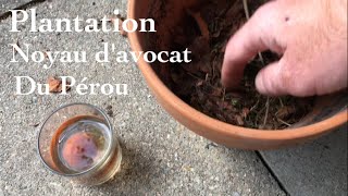 Plantation Noyau davocat du Pérou  pot en terre cuite soucoupe [upl. by Holihs960]