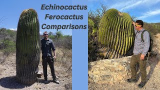 How to Comparisons Ferocactus and Echinocactus Part One [upl. by Joappa334]