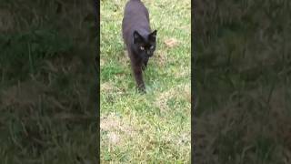 Der Notar Short 75 Ausgesperrt sprechendekatze lustigekatzenvideos lustigekatzen lustigekatze [upl. by Nohtanhoj753]