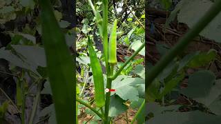 Ladyfinger 😱 ladyfingers  ladyfingers vegetables grow at home farming agriculture shorts [upl. by Katt]