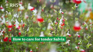 How to care for tender Salvia  The RHS [upl. by Acacia]