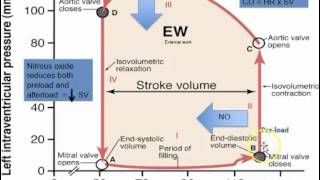 HF 4 Hydralazine and Isosorbide Ditrate [upl. by Kissiah]