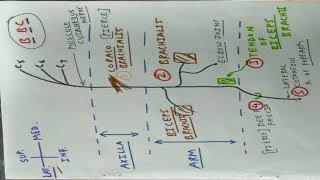 Musculocutaneous Nerve  Upper Limb Anatomy  TCML [upl. by Ajiam591]