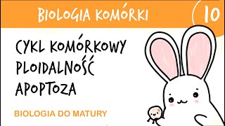 Cytologia 10  Cykl komórkowy ploidalność i apoptoza  biologia do matury matura rozszerzona [upl. by Santiago684]