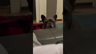 Nightly staring contest continues mattisfrenchbulldog [upl. by Blodget]