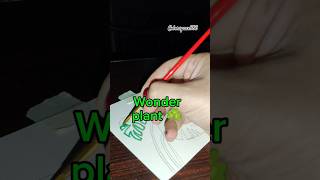 Wonder plant 🤩 A must have in your house 🏡 indoorplants shorts unfrezzmyaccount [upl. by Dante]