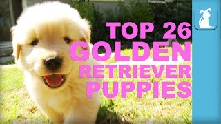 26 Reasons Golden Retriever Puppies Are The Best In 60 Seconds  Puppy Love [upl. by Neilla]