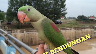 ALEXANDRINE PARROT FREE FLIGHT  BENDUNGAN PERLAT [upl. by Caundra]