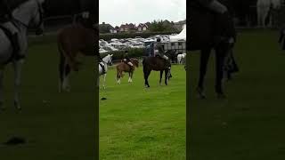 Ridden Veteran Heathfield Show 2019 [upl. by Senzer]