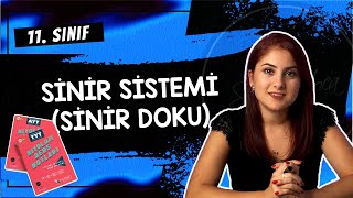 1 SİNİR SİSTEMİ SİNİR DOKU  11 SINIF  AYT BİYOLOJİ DERS NOTLARI  2024 [upl. by Euqinna]