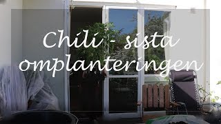 Chili sista omplanteringen [upl. by Idnahc]