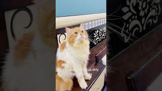 Billu outstanding😳catcomedy viralcat cat billucat sajidcat billicomedy catlover sajidcat [upl. by Keyes570]