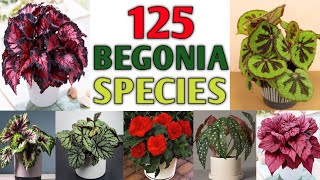 125 Rare Begonia Species with Names  Varieties of Begonia Plant Plant and Planting [upl. by Jehiel]