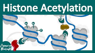 Histone acetylation  Chromatin modification  What does histone acetylation do [upl. by Aicatsue32]