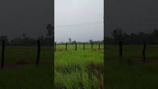 Good morning rice fields travel kohkong campinggear nature camping outdoorcooking ricefields [upl. by Angid471]