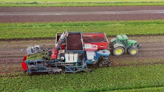 Rode bietenoogst bij StamSchaap Agro BV [upl. by Kealey]