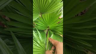 Chinese fan palm shorts Livistona chinensis kadiyamnurserykadiyamnursery [upl. by Odnavres356]