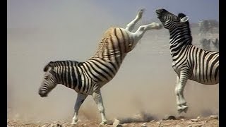 Zebra stallions fight for supremacy over a harem [upl. by Funch]