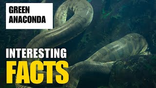 Exploring the Mysterious Green Anaconda  Interesting Facts  The Beast World [upl. by Enileuqaj]