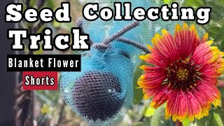 Seed Collecting Knowing What are Good Seeds How to Collect Gaillardia Indian Blanket Flowers Wild [upl. by Ailhad]