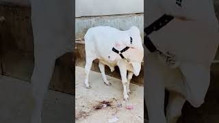 beautiful Suraj mukhi bull subscribe my YouTube channel [upl. by Hegyera]