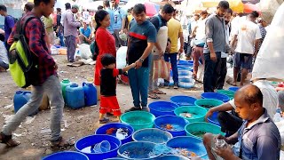 Recent Aquarium Fish Price Update  Galiff Street Fish Market  Galiff Street New Video 12052024 [upl. by Nolur]