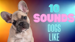 10 Sounds Dogs Like To Hear [upl. by Revert735]