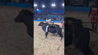 Rodeio🐂💥rodeio rodeiohoje videos boi nellore videoviral shorts shortvideo cowboys [upl. by Wolff10]