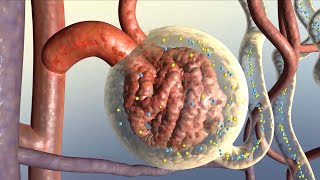 How Your Kidneys Work [upl. by Attecnoc722]