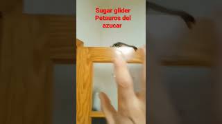 sugar glider petauros del azucar animals animales graciosos [upl. by Ocirled]