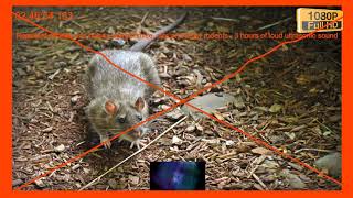 Repellent sounds and noises against mice rats and other rodents  3 hours of loud ultrasonic sound [upl. by Smail917]