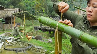 Build a Hedgehog cage Taming Wild Hedgehogs New Plan  Living off Grid [upl. by Leboff]