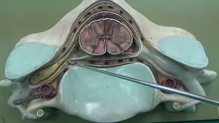 Medulla spinalis 2 Nöroanatomi 2 Laboratuvar videoları İnsan Anatomisi TUS DUS SBF [upl. by Huppert]