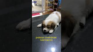 puppy poision over doze ivermectinshortvideo vetmedicine [upl. by Ajet200]