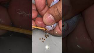 Mother cichlid fish giving birth to 11 baby fish 😍🐳🥰🐬 물고기 fish fishing [upl. by Nylzor]