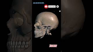 Skull kaisa hota hai 3D  Human Khopadi  😱😱😱 [upl. by Australia]