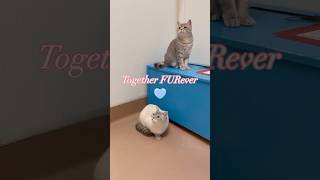 Together FURever Cookie amp Cream 🐈🐈 British Shorthair Cats [upl. by Nysilla]