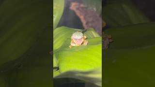 Tree frog eating his skin shortvideo frog shortsfeed frogs [upl. by Fairbanks662]