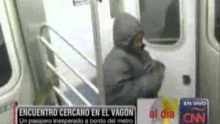 Rata interrumpe su sueño en el metro de Nueva York [upl. by Prowel]