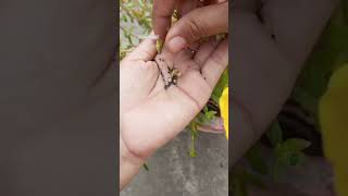 How to collect Pursalne flower seedsgarden nature shortvideo [upl. by Roseline765]