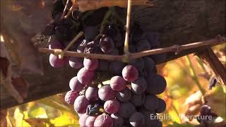 Unharvested grapes on roadside  Uzbekistan village life [upl. by Zoi]