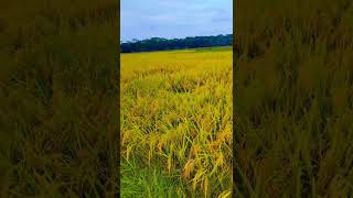 🌾 গ্রাম বাংলার ধানখেত 🌾™ YeAsiN ArAfaT Official ™ [upl. by Joao]