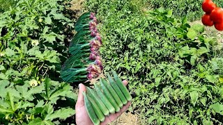 Intercropping Farming  Multi Crops Farming Of tomatoes onions Okra and bush beans [upl. by Dion766]