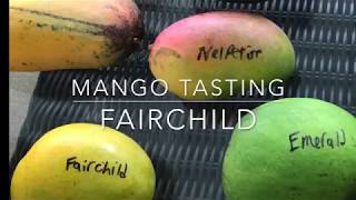 Fairchild Mango  Tasting Florida Mangos [upl. by Morgan]