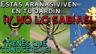 ¡NO TE HARÁN DAÑO Conoce el increíble género arácnido Argiope 🕷️ [upl. by Hehre]