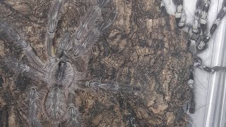 Poecilotheria regalis First Pairing [upl. by Chrissa]